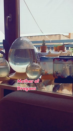 Mother of Dragons at Aqua Dragons HQ #aquadragons #aquadragonschallenge #motherofdragons #gameofthrones #aquarium #foryou #fyp #aquadragonsevolution