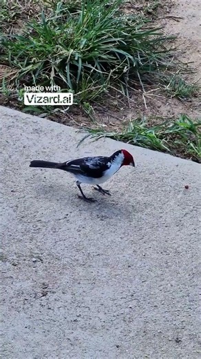 Uma Jornada pelo Mundo Natural: Aves na Natureza
