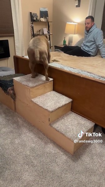 When Life Gets Tough: A Hilarious Dog Fail Compilation