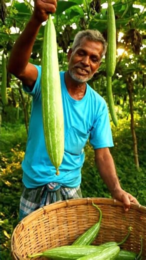 Harvesting Snake Gourd 🥒 | Bangladeshi Farmer Collecting Long Lau from Village Garden