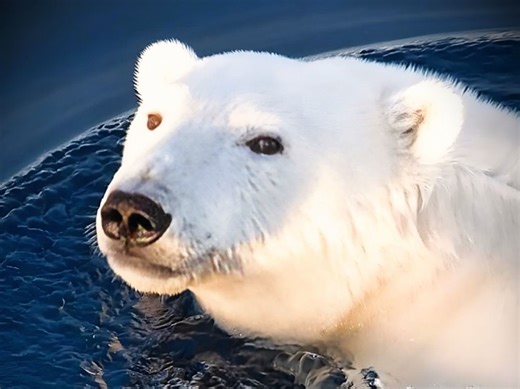 ?uid=425631695650556541454146