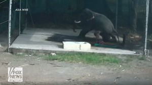 Man crushed to death by elephant after hitting it to make it sit