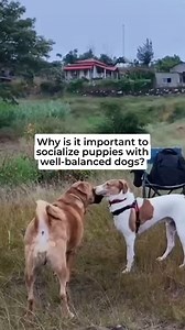 Socializing is so important for dogs, especially when they are puppies and moving towards their teenage age.. Don't skip this, and get in touch with someone who can help you get your dog socialized with different scenarios.. | Oh My Dog