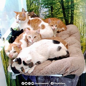 41K views · 4.4K reactions | The most squeelicious feral cat cuddle...