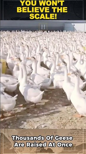 Inside China’s Massive Goose Farming Industry