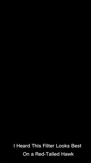 #CapCut #viral #tiktok #fypシ゚viral #fyppppppppppppppppppppppp #RedTailHawk #naturevibes #animal