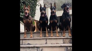 📸 How to make your dog pose for the perfect picture #Models #EducationIsKey . . 📸 Como hacer que tu perro pose para la foto perfecta #Modelos #educacionesclave . . @cesarsway #cesarsway #dogislove #dogmodels #pictureperfect #doberman #dobermanpack #dogpack #dogphotography | The Dobie Team