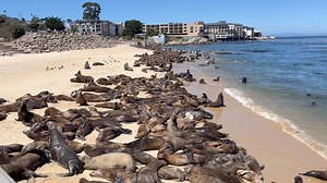 A sea lion invasion at San Carlos beach in Monterey forces closure of beach and popular diving spot.. we’re live KSBW TV Action News 8 at 5&6.. | KSBW Felix Cortez