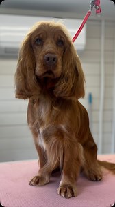 2.3K views · 506 reactions | I think I’ve FINALLY found the solution...