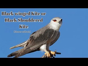 Black-Winged Kite Video: The Ultimate Predator You Need to See! Black Shouldered Kite