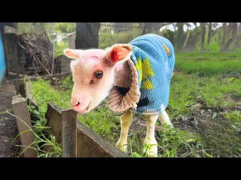 Lamb Born Without Wool Finally Learns What Love Feels Like