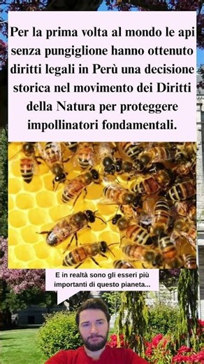 In Perù le api senza pungiglione ottengono diritti legali svolta storica per la natura 🐝🌿