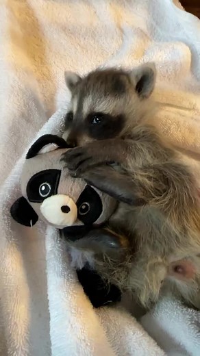 Baby Raccoons: The Bear Connection Explained