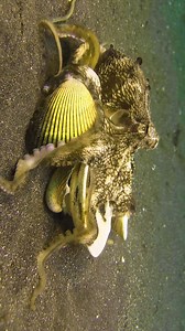 10K views · 40 reactions | Octopus Carrying Shells wp 9Idx7 #wildlife #nature #ocean #fish | PreeOcean | Facebook