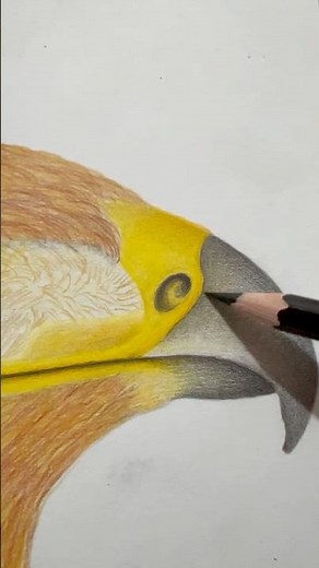 Realistic Eagle Drawing Step by Step 🦅 Beautiful Bird Art #shorts #realisticdrawing