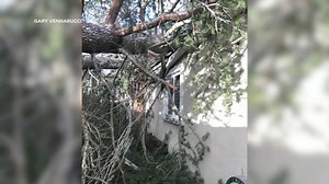 Pleasanton family escapes falling 100-foot tree that broke through windows, roof during storm