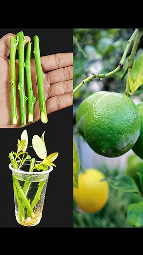 How to propagate mango tree from cutting with natural rooting hormone in water#gardening #GardeningTips #gardeningtips #gardeninglove #gardeninglife #Gardening #gardeningideas #gardeninghacks | Dian Creative