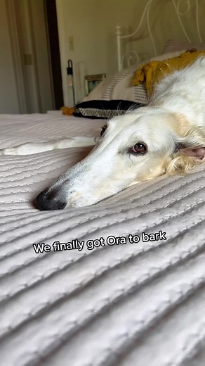 Forbidden bark #borzoi #dogsoftiktok #doglife