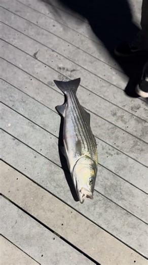 Spring Stripers fishing Barnegat Bay 2026 #fishing #saltwaterfishing