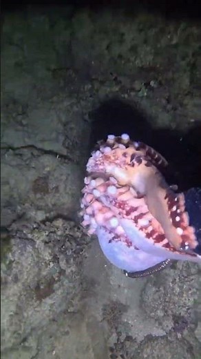 Ultimate Underwater Octopus Hunt Catching Live Octopus in Stunning HD Octopus Adventure Diving 2025