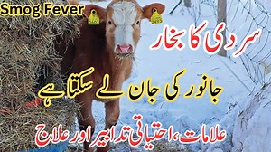 32 reactions | Sardi ka Bukhar | Smog Fever | سردی کا بخار | Symptoms | Preventions | Treatment | Dr Noman Ali #veterinary #veterinarian #drnomanali #animals #animallover #cow #surgeon #buffalo #dairy #dairyfarming #dairyfarm #dairymilk #fogfever | Dr. Noman Ali | Facebook