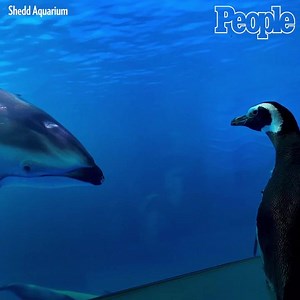 While the Shedd Aquarium is closed to the public due to the coronavirus outbreak, the penguins are taking advantage of the empty halls! ❤️ | People