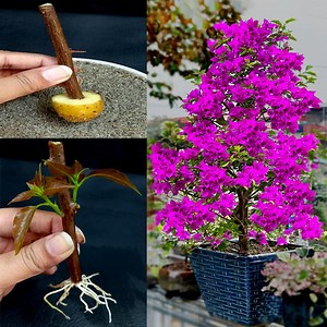 How to Grow Bougainvillea from Cutting In A Potato (New Techniques) | Tamanna Garden