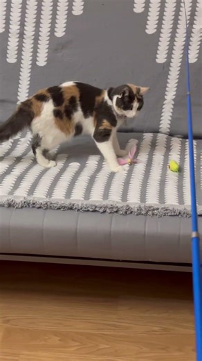 Toy cat fishing #funny #cute #cutecat #cat #prettycat #kitten #petcareprovider #kitty #pets