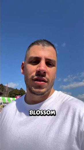 Sakura Dreams with Mt. Fuji 🌸🗻 #SakuraFestival #MountFuji #Odawara #japanspring