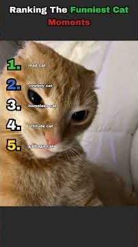 The Funniest Cat Moments You Need To See! 🤣 #cat #cats #funny
