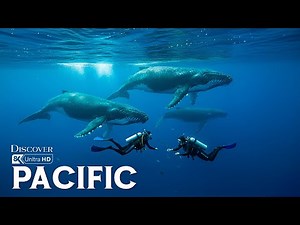 Pacific Wonders | Exploring the Hidden Ecosystems Beneath the Surface