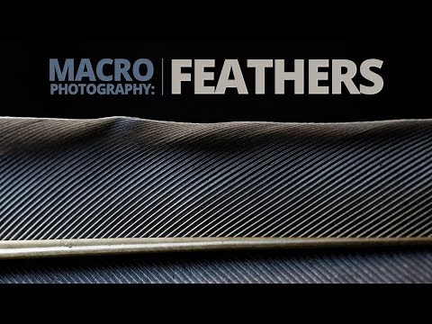 Creative Feather Close-ups - Macro Photography Tutorial
