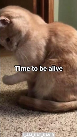 Oh I'm a bumblebee (Full Version) #cat #catmeme #funny #fypシ゚viral #fypシ #I_AM_DAT_DAVID