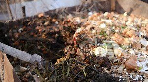 Decomposing compost for fertilizer with earthworms in the garden. Worms are used for vermicomposting and composting. Organic farm.
