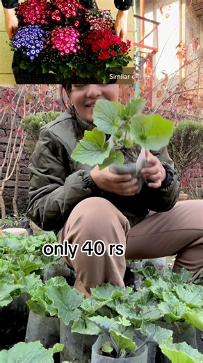 Faika Chowk Orders - WhatsApp Now!