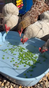 362K views · 19K reactions | Pea bobbing! It was a HOT day today!...