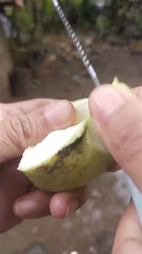 jambu kristal Cocok dijadikan jus tanpa perlu disaring banyak biji. #shorts