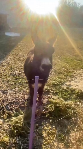 I think Henry would like to meet the person who came with “boop” so he can give himher a little kick | Boggs The Funny Farm