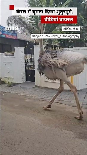 Kerala के Kochi में सड़कों पर भागता हुआ नज़र आया Ostrich | (BBC Hindi)