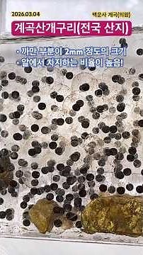 [GG-A787]🌿계곡 물소리와 함께한 🐸개구리의 알(egg)! #계곡산개구리 #개구리 #양서류 #생물관찰 #영상도감 #경칩 #의왕 #백운계곡 #frog #주변생물 #asmr