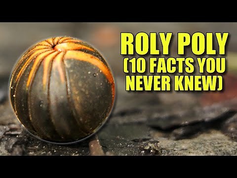 Roly Poly 🐞 (10 FACTS You NEVER KNEW)