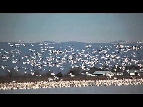 Sounds of the Snow Geese