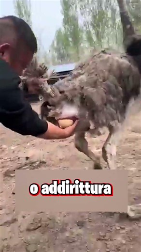 Why are ostrich eggs collected on the fly?