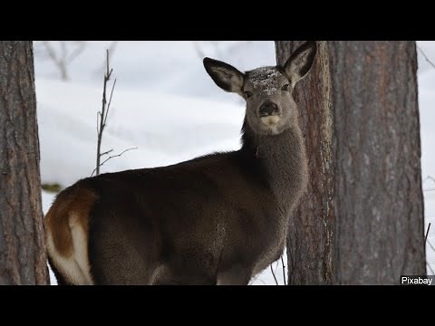 Firearms Deer Hunting Season Opener in MN About to Begin