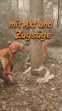 Felling trees like in the old days, with an axe and crosscut saw! #forestry #forestrywork #chains...