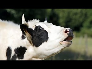 cow sound video cow sound video#cow_sound #cowvideos #animalvideos