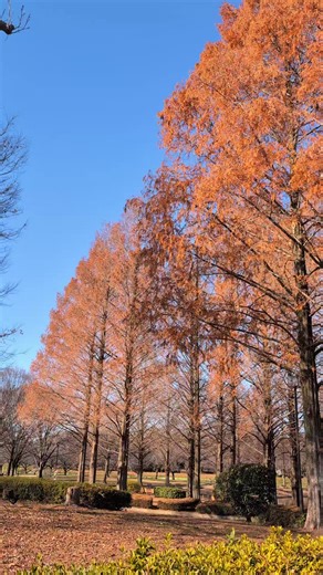 川越水上公園の美しいメタセコイアの木