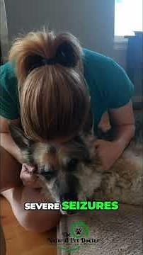 How Holistic Medicine Changed My Dog's Life