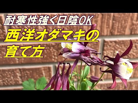 [Flowers] How to grow and plant columbines