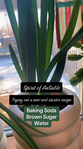 Root Starter for cuttings